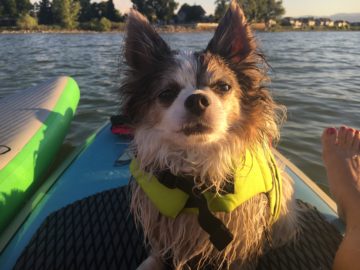 ‘SUP Dude?